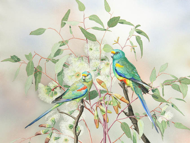 Ian Roberts - Mulga Parrots - Giclee Print $120